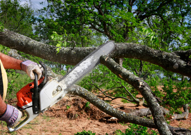 Emergency Storm Tree Removal in Pajaro, CA